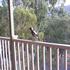 You can feed the magpies from the front verandah