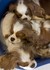 Mia, Bella and Ailso, King Charles Cavaliers, napping