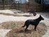 Beau in new dog yard