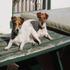 Two doglets love the sun!