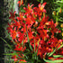 Asiatic Lilies in the Flower Garden