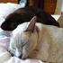 our two gorgeous Burmese cats