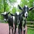 6 dwarf Nigerian goats very friendly