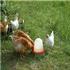 Chickens everywhere