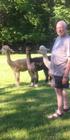 Lovable alpacas