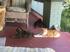 feral porch kitties