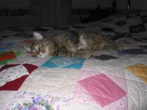 Homeowner cat2cat Profile Picture