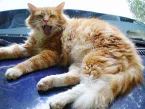 Homeowner catgirljourney Profile Picture