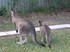 Kangaroos in the garden