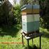 beehive for new keepers