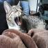 Cute Kitty Yawn - Kent, WA House/Petsit, May 2012