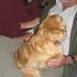 Tiggy...she loves cuddles - Tibetran Spaniel