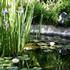 Irises and water lillies blooming in our pond