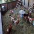 10 laying hens