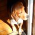 Lily, the Prima-Donna Kerry Beagle