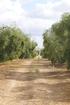 Path through the olive grove
