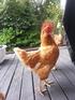 one of our chickens