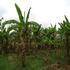 Our banana plantation