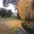 Autum glory in Toowoomba at my home