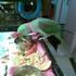 My Alexandrine Parakeet