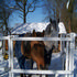 ponies in winter