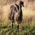 But we're always pleased to see a wild emu when it's dry and she's hungry