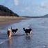 Nearby beach Keppel Sands - dogs can go off-leash before 8am and after 4pm - 3 other beaches within 22 kms
