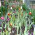 Tulips in june /july