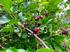 Mulberries in the garden