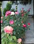 Back door roses