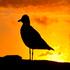 Seagull Sunset Terrigal