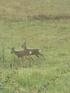 Deer in our field