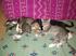 Kitten Family