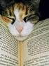 Fidget, also a regular here in NOTL, loves to read as much as I do.