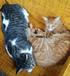 Felix and Henry--the most laidback cats on laidback Saltspring Island