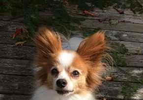 Homeowner shelties1__papillons Profile Picture
