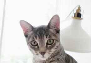 Homeowner vancitycats Profile Picture