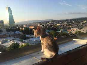Homeowner travelingcat Profile Picture
